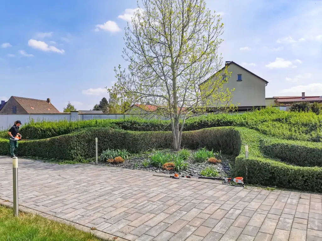 rundum Galabau GmbH – Fachgerechte Formschnittarbeiten an einer organischen Hecke für harmonische Wuchsform