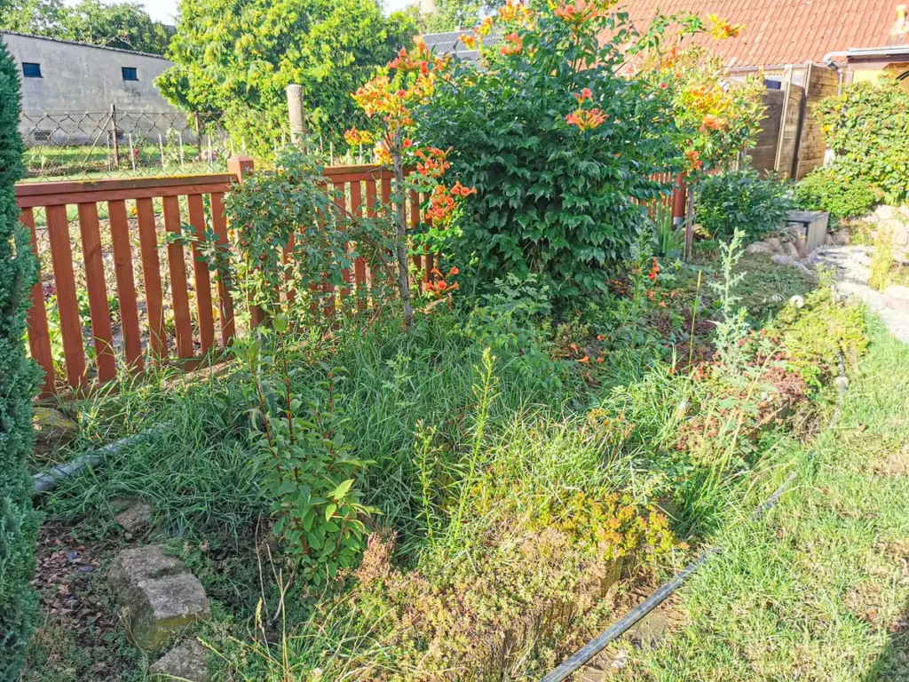 rundum Galabau GmbH – Ansicht des Beets vor der Umgestaltung, bestehende Pflanzen, Boden und Struktur vor den Gartenarbeiten