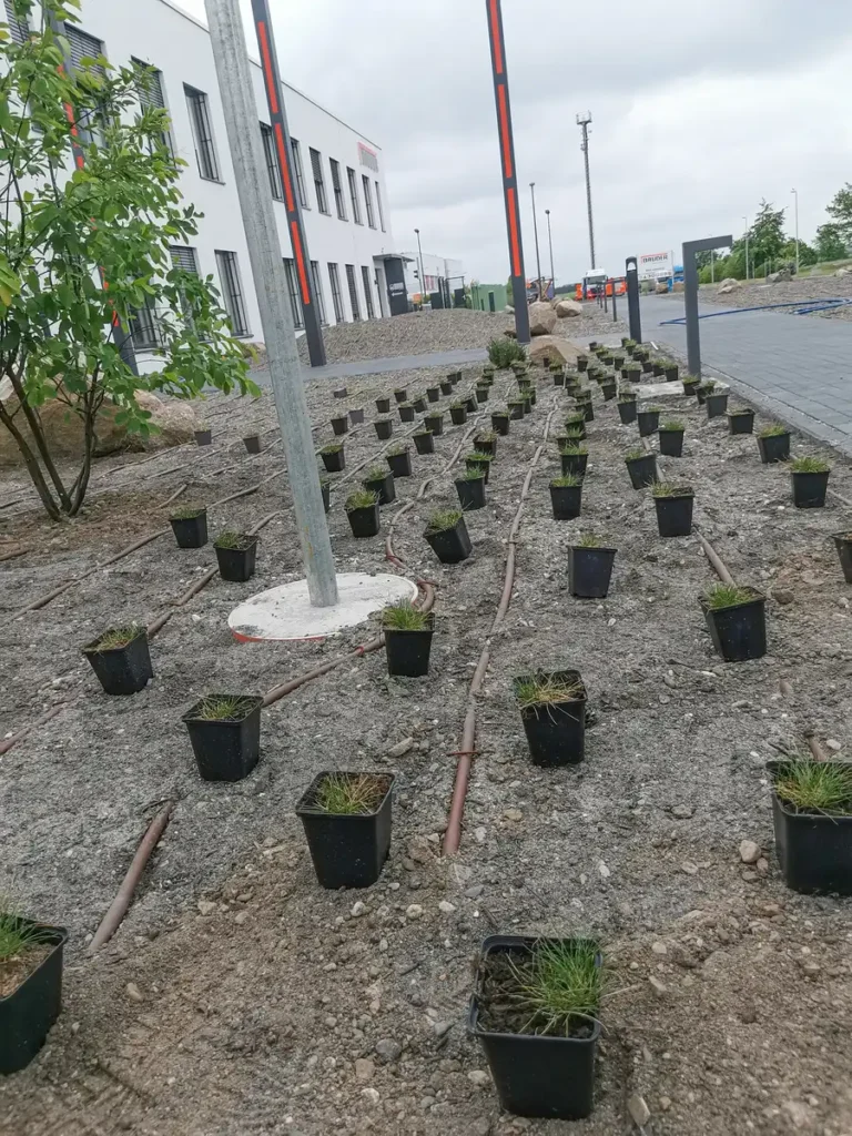 rundum Galabau GmbH – Neu angelegte Pflanzfläche strukturierter Beetgestaltung im Vorbeet einer Schule