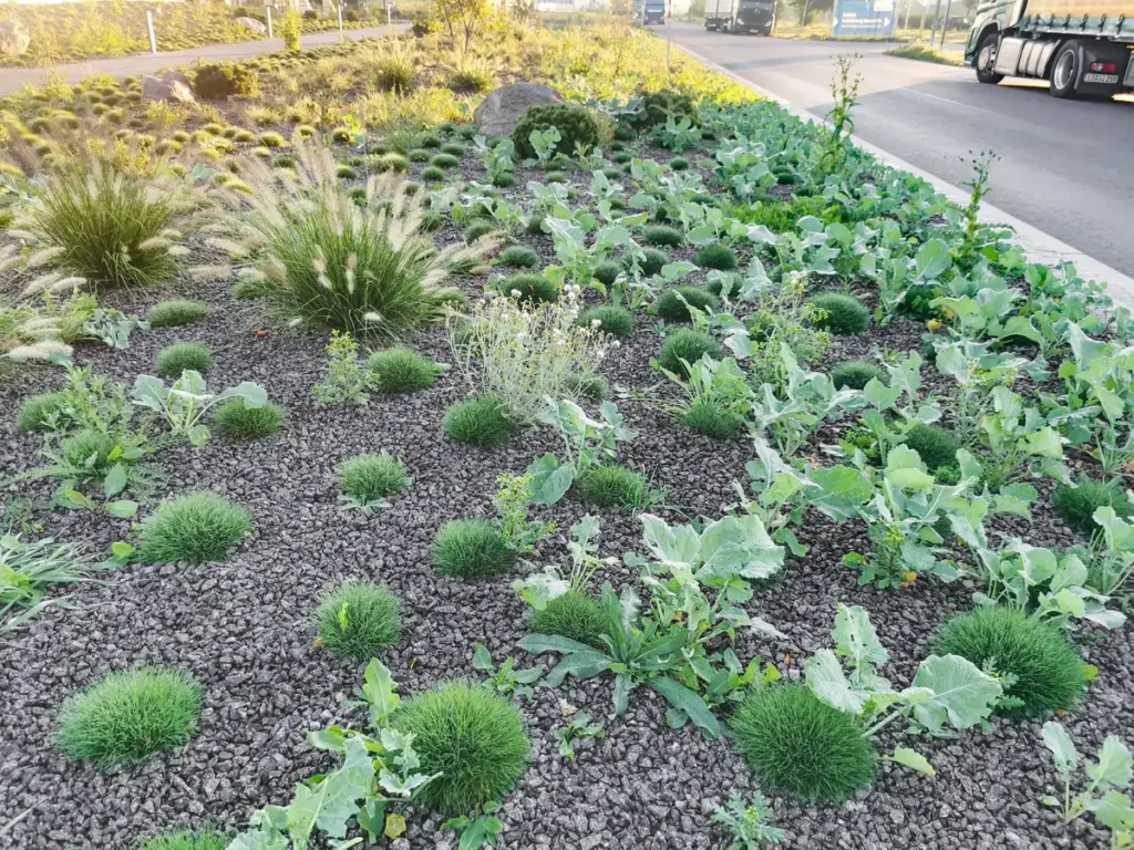 rundum Galabau GmbH – Neu angelegtes Beet am Vorplatz mit strukturierter Bepflanzung