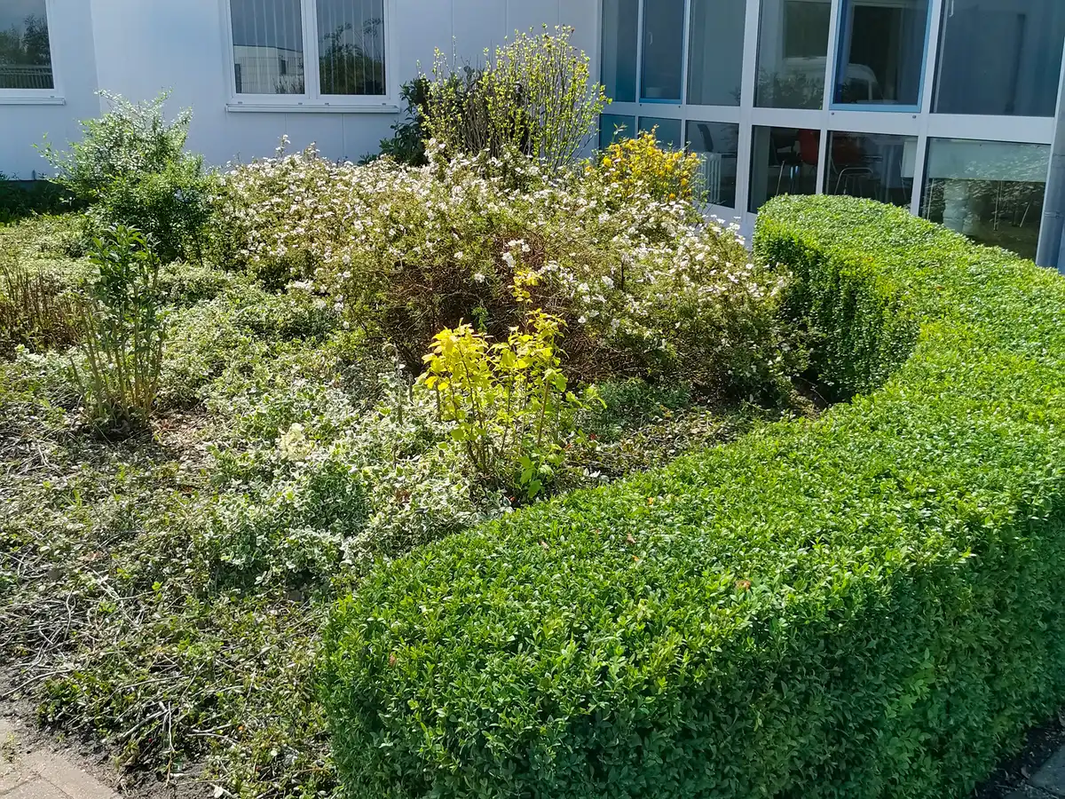 rundum Galabau GmbH – Professioneller Heckenschnitt für dichte, gesunde Hecken