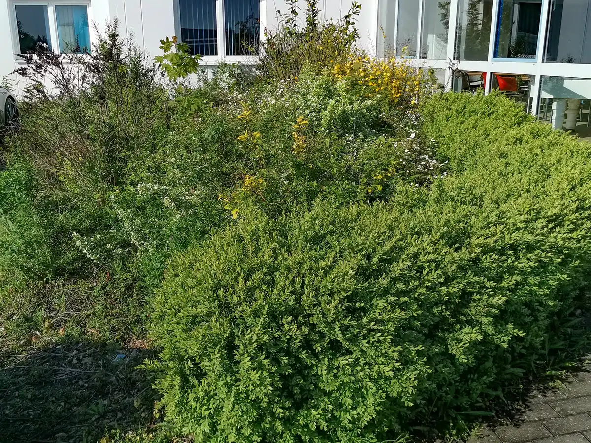rundum Galabau GmbH – Vorbeet mit Hecke